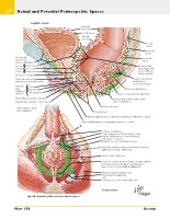 Frank H. Netter, MD - Atlas of Human Anatomy (6th ed ) 2014, page 417